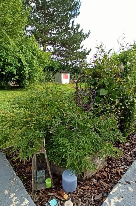 érable du japon devant cabane d'enfant sur terrain vert et arboré